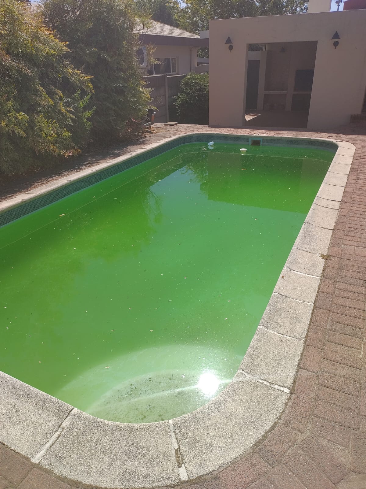 Swimming pool with bright green algae-filled water and a brick paved surround