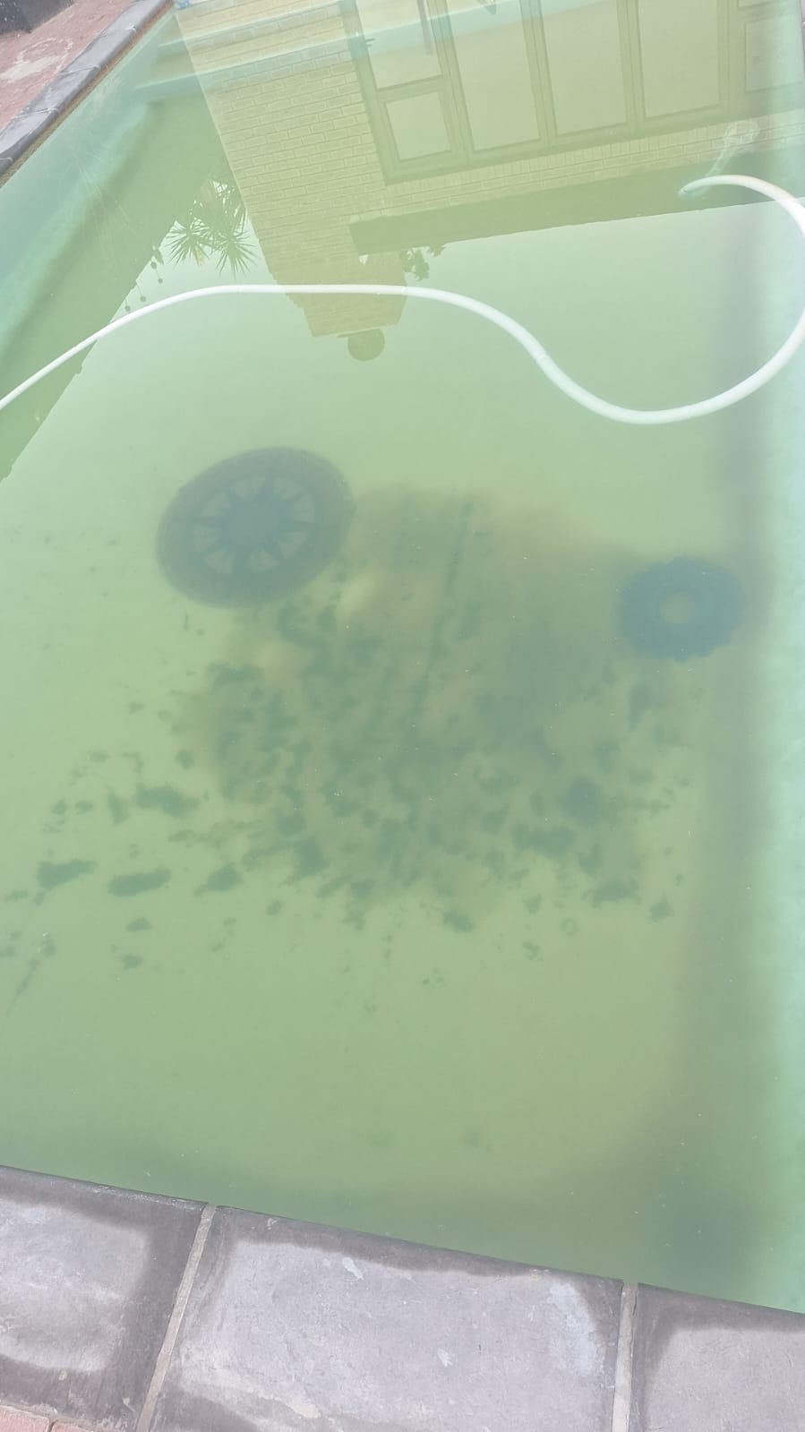 Algae settled across the floor of a pool seen through murky green water